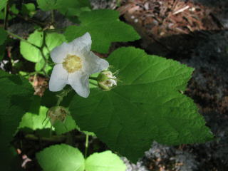 flower near Tittill Valley campsite